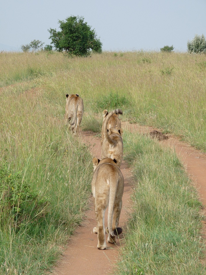 Discover Kenya Safaris/Adventure Safari Bookings/ Budget Tour Activities.