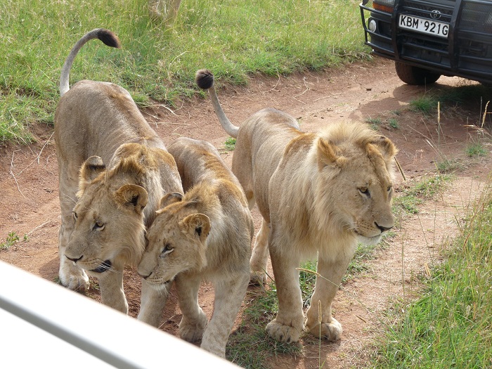 Discover Kenya Adventure Safari Activities.