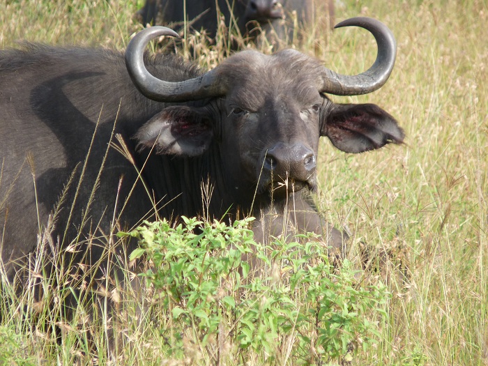 Adventure Tours/Kenya Budget Safaris/ Masai Mara Safaris.
