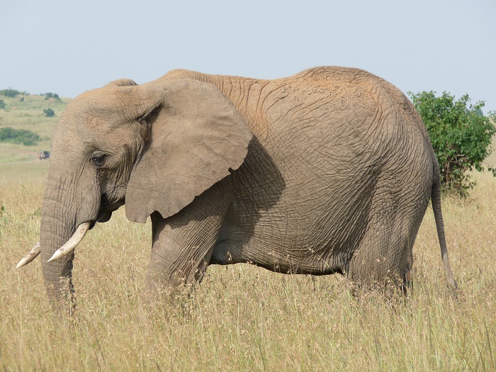 Discover Kenya Tours/ Wildlife Adventure Safari Activities.