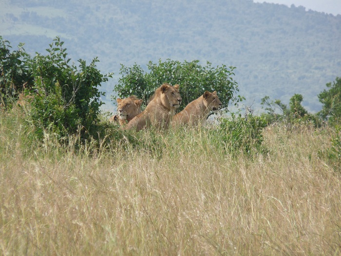Things To Do in Kenya and Tanzania Budget Adventure Camping Safaris.