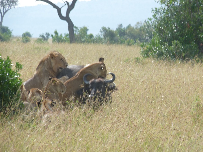 Kenya Best Tours and Tanzania Budget Adventure Camping Safaris.