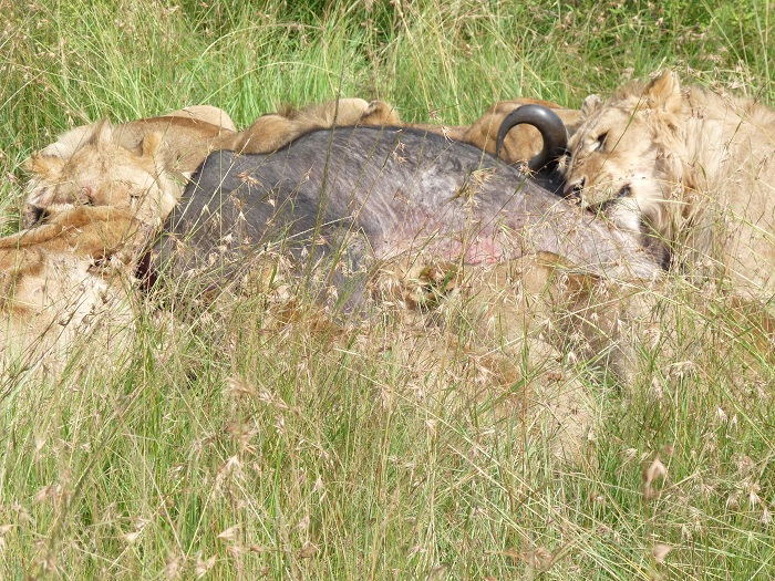 Discover Kenya Adventure Safari Activities.