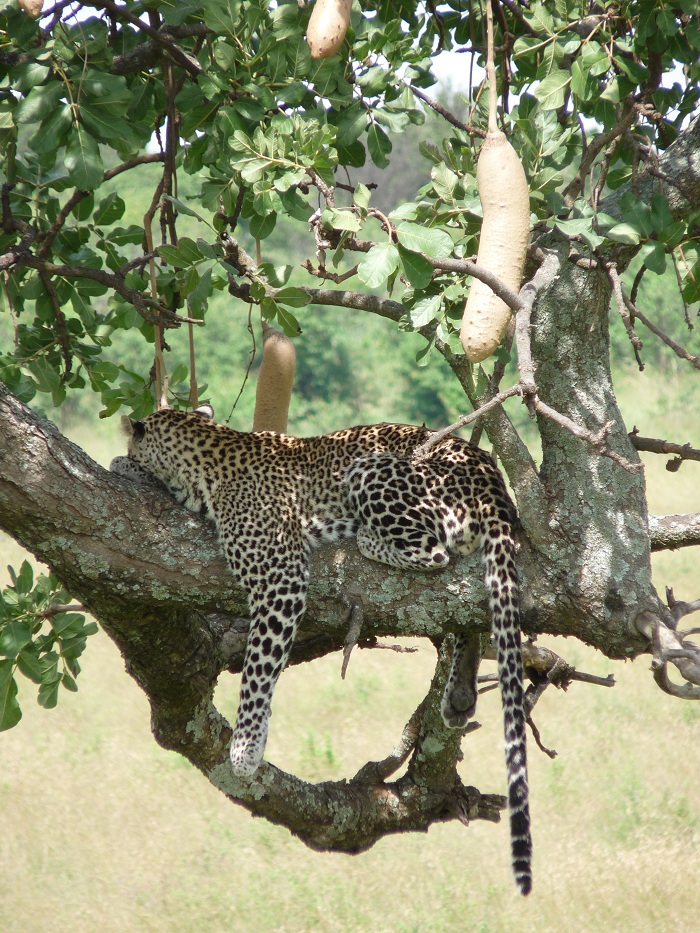 Kenya Camping Safari Holidays/ Short Safaris Adventure Holiday/Safari Booking.
