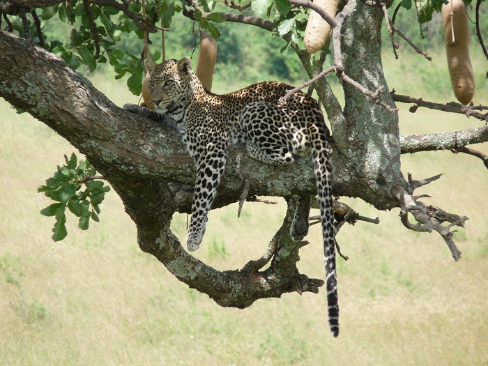 Kenya safari Booking/Camping Safaris/ Short Group Guided Wildlife Safari Adventure.