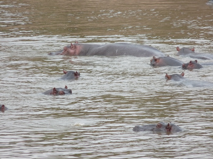 Small Group Safaris/ Hippos In Mara River/ YHA Kenya Travel Adventure Tour.