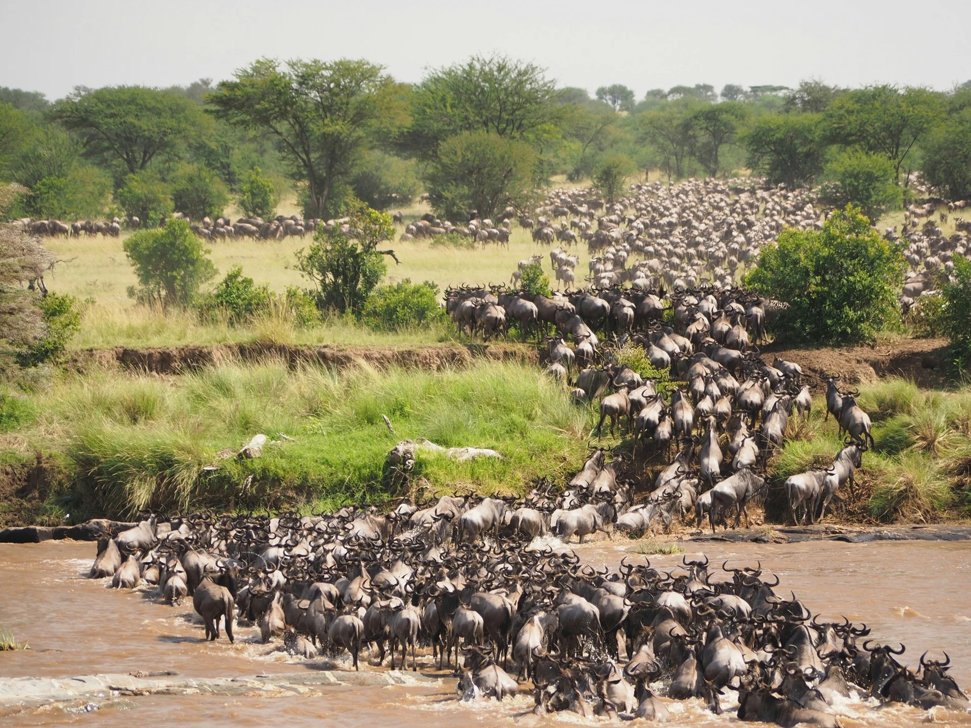 Serengeti wildebeest migration safari yha kenya travel tour package 