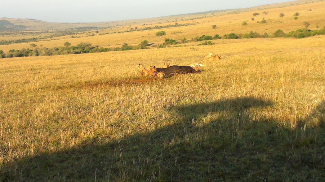 Kenya Safaris/ Wildlife Adventure Tours/Small Group Tours.