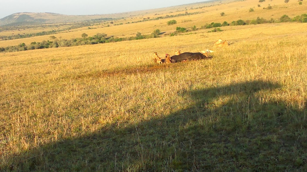 Big Five Safari/ African Wildlife Tours/YHA Kenya Travel.