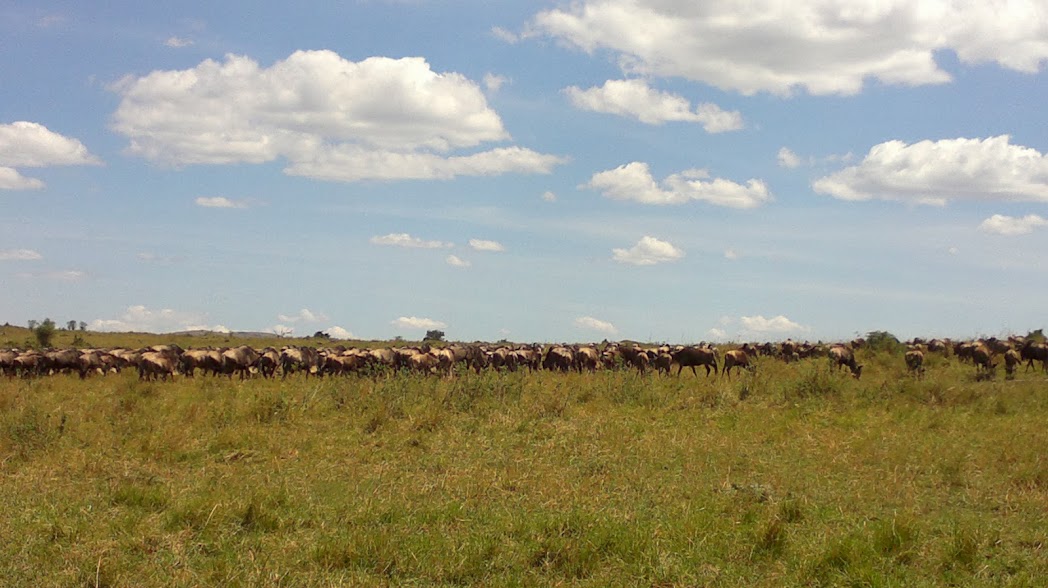 Great Wildebeest Migration/YHA Kenya Travel/ Adventure Kenya wildebeest Migration safari.