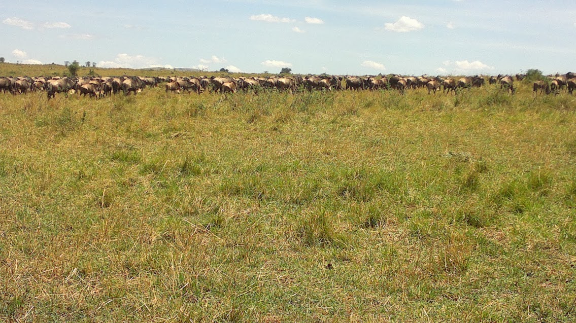 YHA Kenya Travel/Wildebeest Migration In Masai Mara Kenya Safaris.
