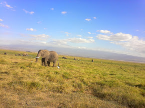 The Big Five/YHA Kenya Travel Tours/Amboseli National Park/Kilimanjaro Views.