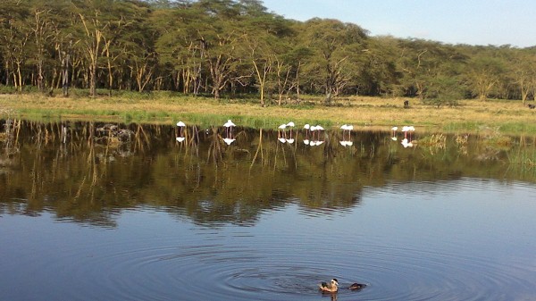 YHA Kenya Travel Wildlife Safari5