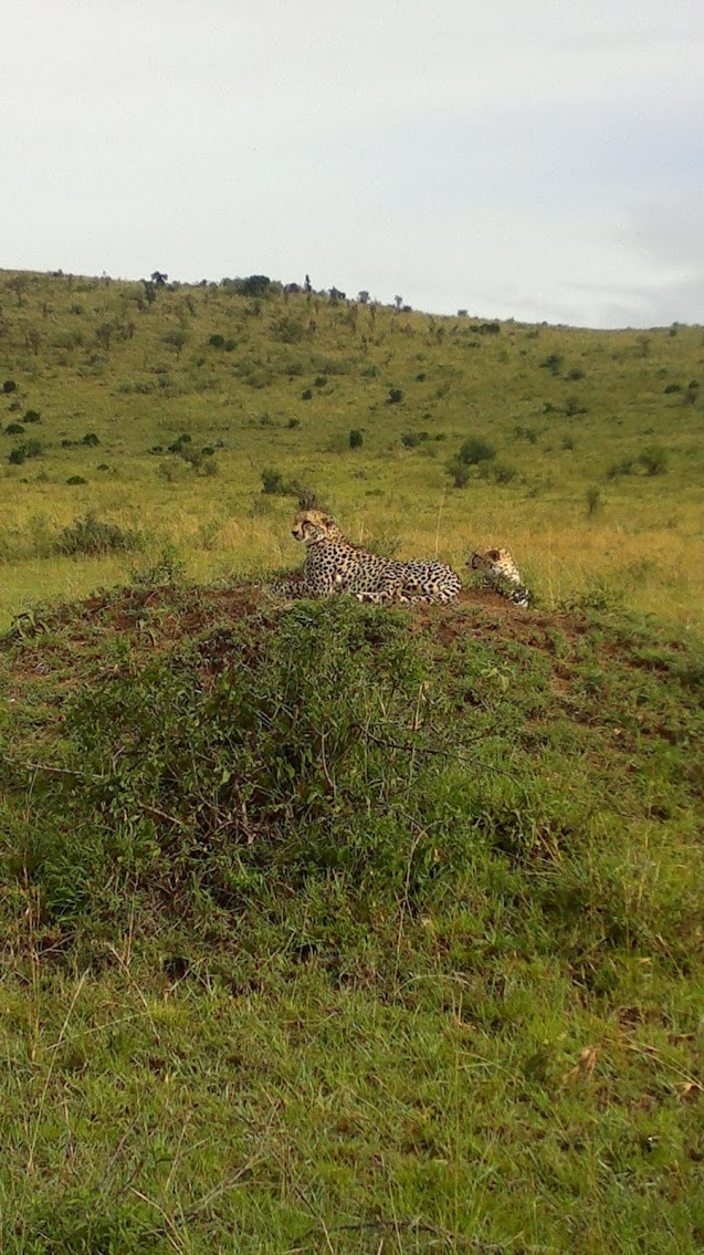 YHA Kenya Travel/Big Five Wildlife Safari/Small Group Tours.