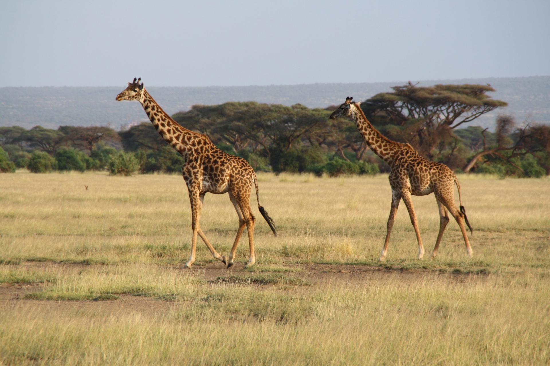 Wildebeest Migration Masai Mara, Epic Kenya Adventure Safaris, Active Adventures, YHA Kenya Travel, Kenya Budget Camping,Tours And Safaris, Safari Bookings.