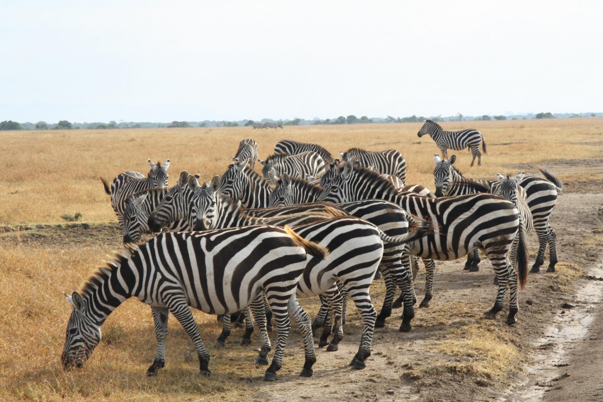 YHA Kenya Travel Tours And Safaris, Wildebeest Migration, Masai Mara,Wildlife Safaris, Holidays, Kenya Adventure Budget Camping Safaris, Best Safaris in Kenya, Safari Booking.