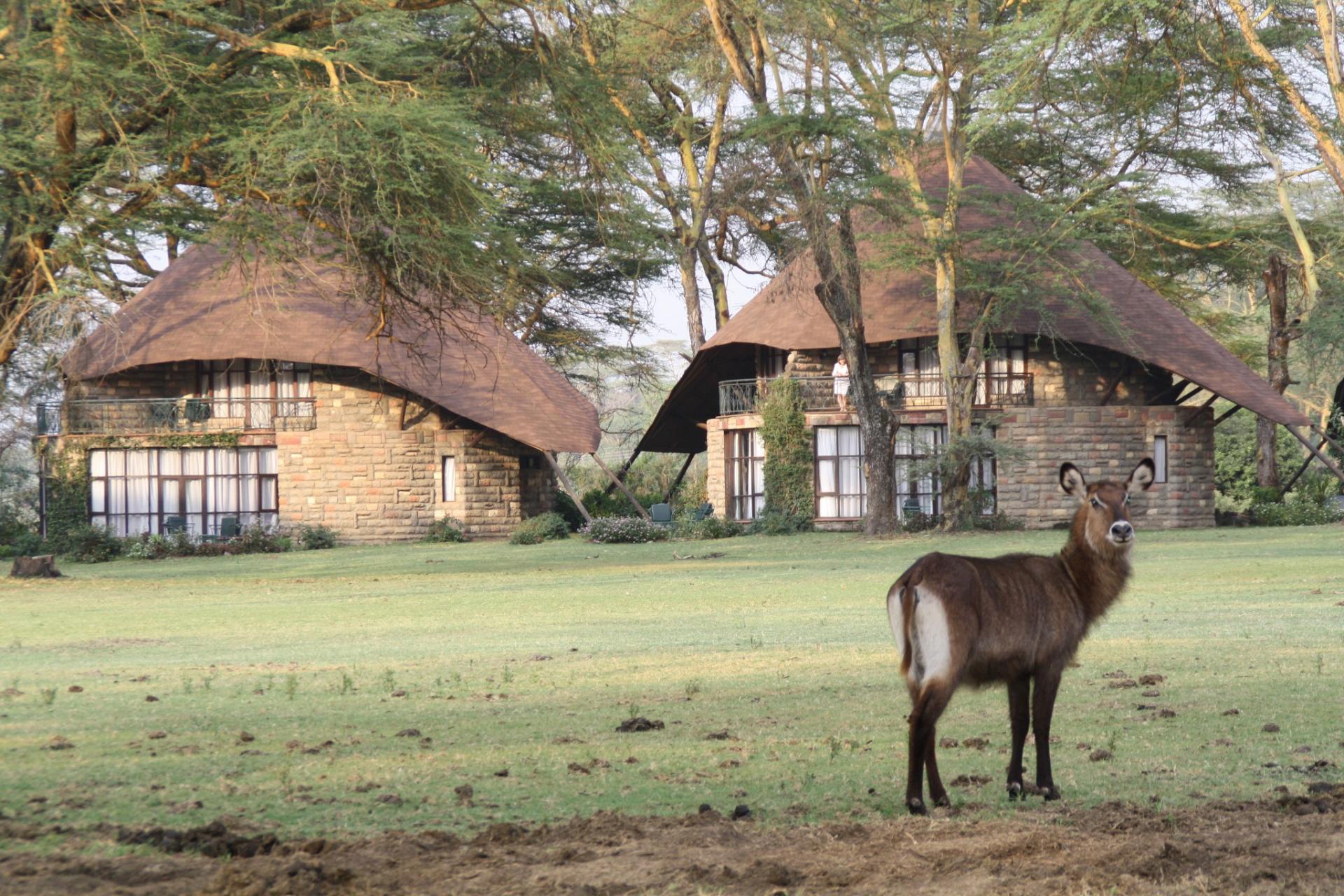 Lake Nakuru Lodge Safari, Kenya Budget Safaris, Budget Travel Experts,Active Adventures, African Budget Safaris, Kenya Adventure Safari, Safari Bookings.