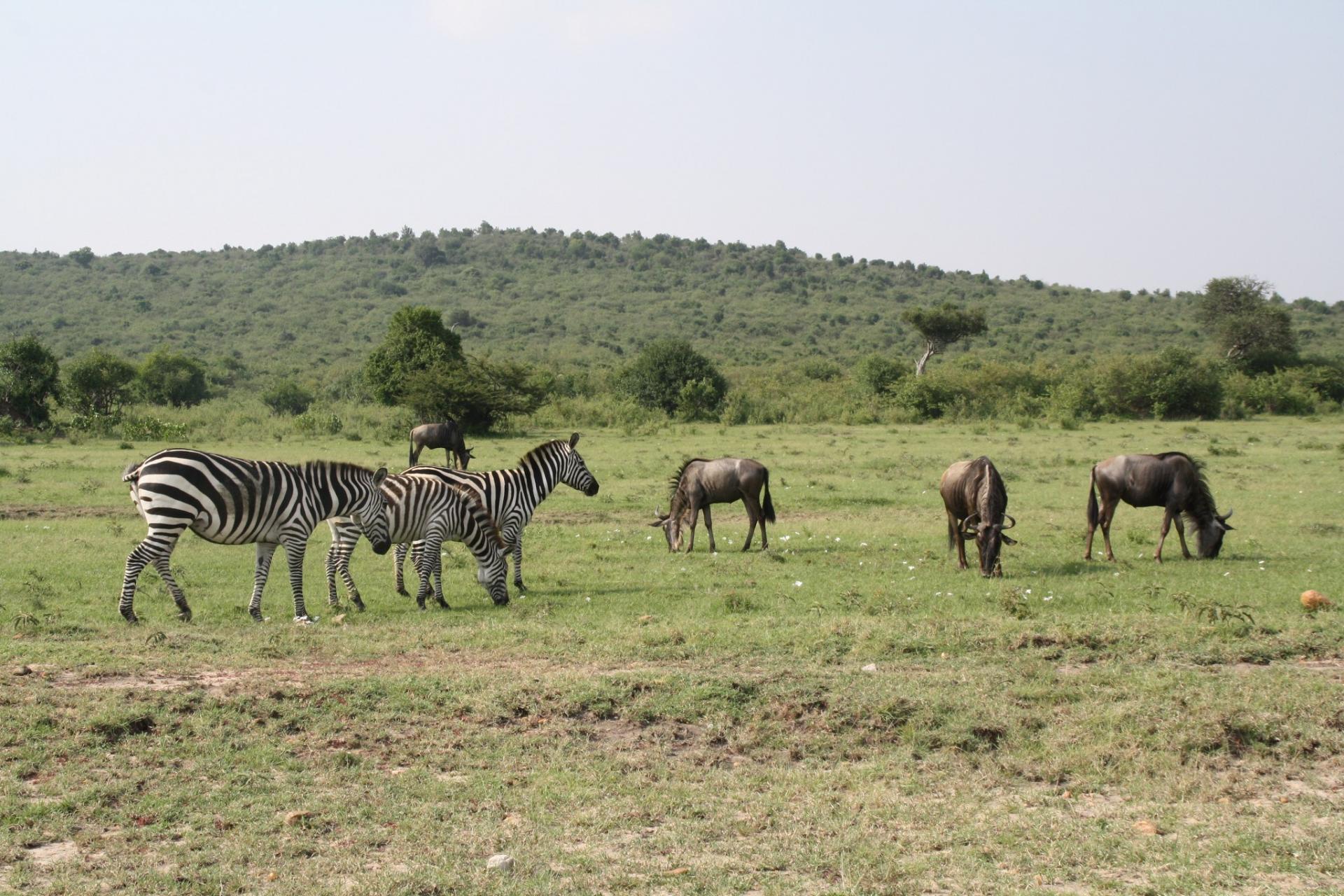 Kenya Short Safaris, YHA Kenya Travel, Adventure Safari Tours, Budget Camping Safaris,Short Tours Safari Bookings, 