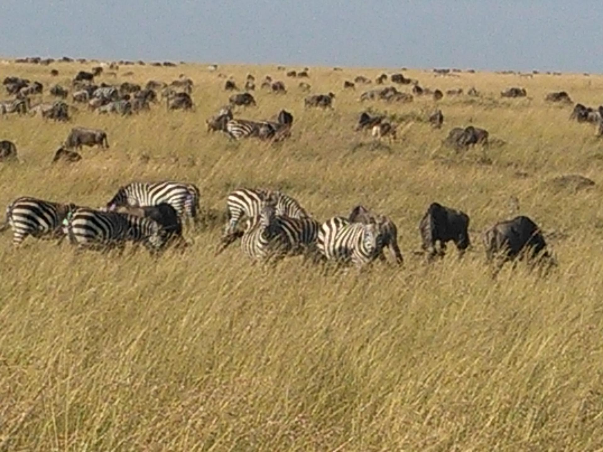Great Wildebeest Migration in Masai Mara Kenya/Active Adventures Travel/YHA Tours Safaris.