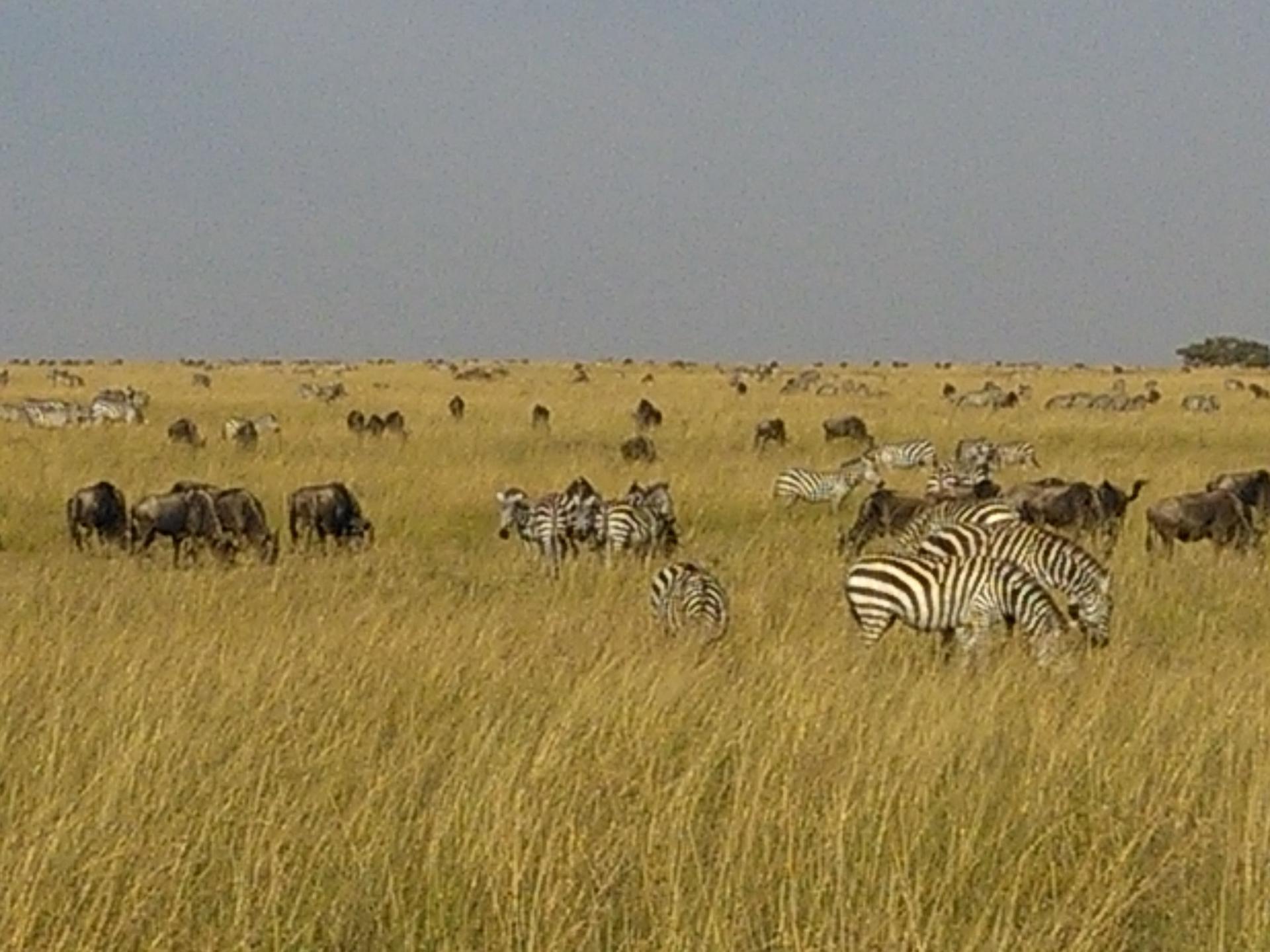 Kenya Budget Safari, Kenya Budget Safaris, YHA Kenya Travel, Tours, Safaris, Kenya Budget Adventure Safari Bookings,
