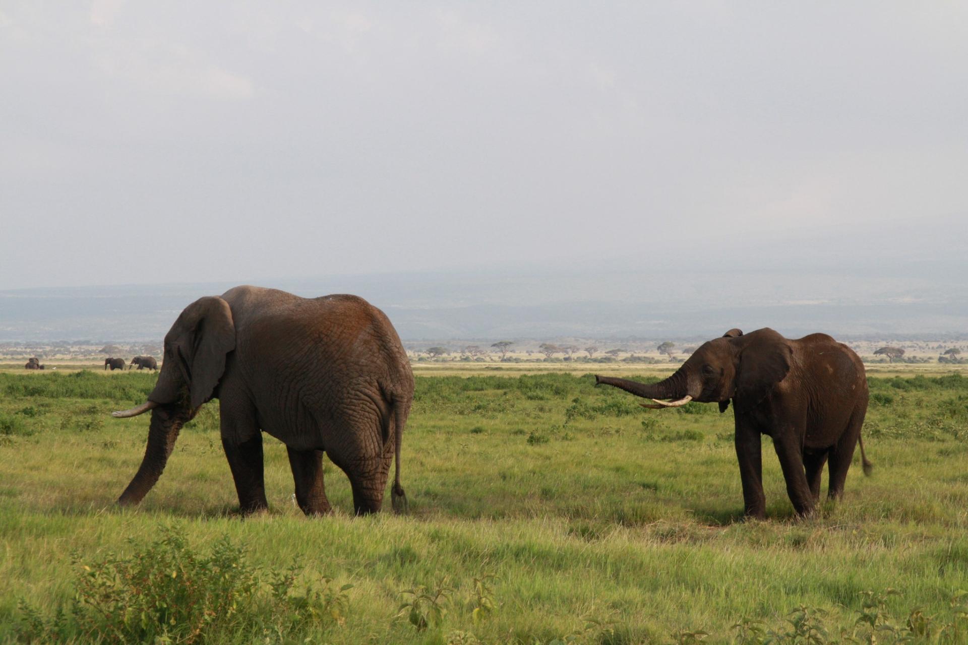 Amboseli herd of elephants mount kilimanjaro kenya adventure safaris active adventures yha kenya travel epic adventures epic wildlife safari .