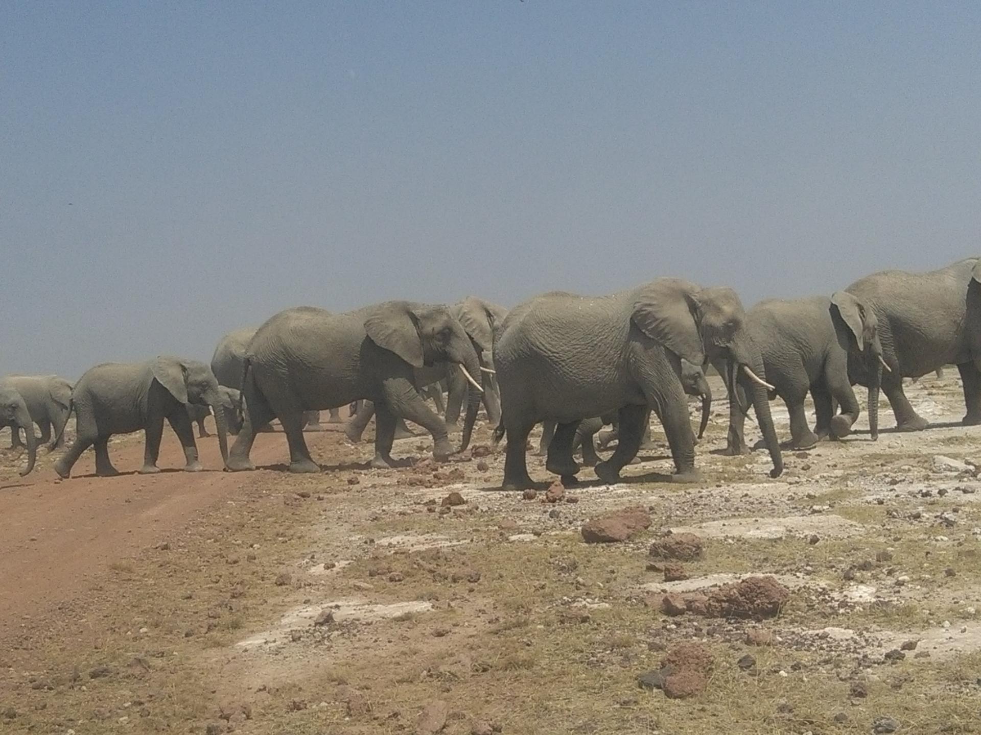 Amboseli Herd of Elephants,Epic Kenya Adventure Safaris, Active Adventures, YHA Kenya Travel, Kenya Budget Camping,Tours And Safaris, Safari Bookings.