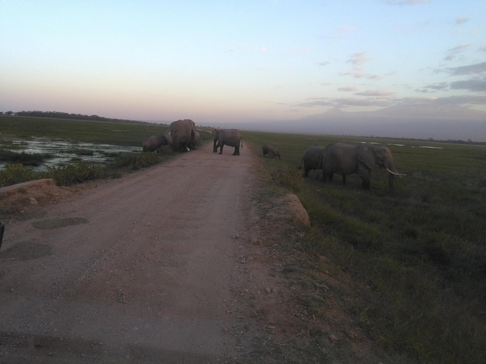 Amboseli Herd of Elephants, Mount Kilimanjaro,Kenya Adventure Safaris, Active Adventures, YHA Kenya Travel Epic Adventures, Epic Wildlife Safari. 
