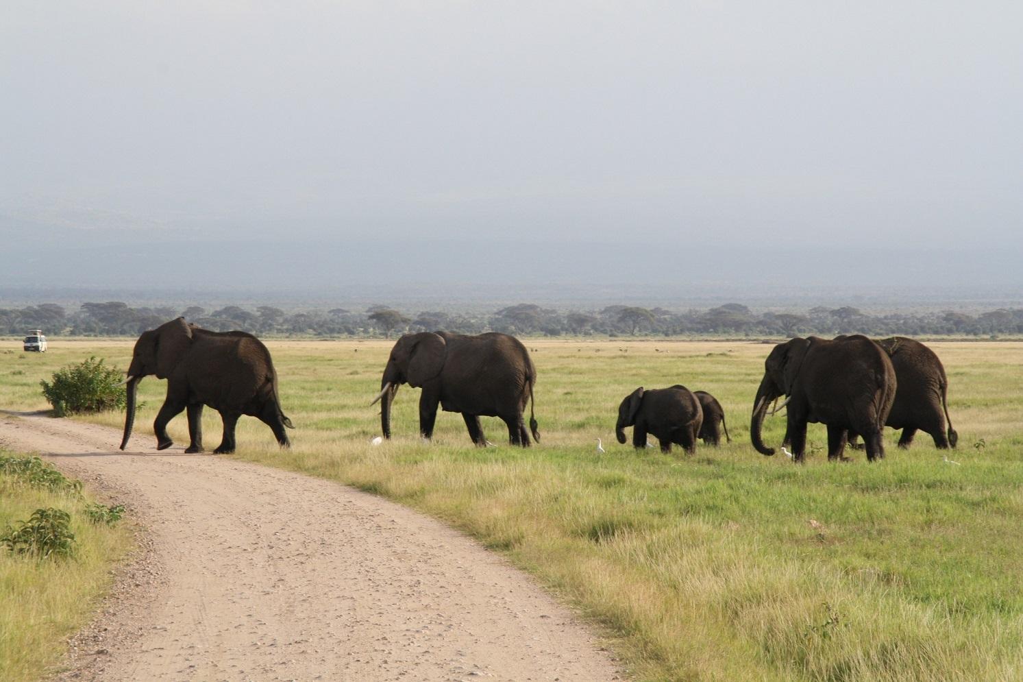Amboseli Herd of Elephants, Mount Kilimanjaro,Kenya Adventure Safaris, Active Adventures, YHA Kenya Travel Epic Adventures, Epic Wildlife Safari.