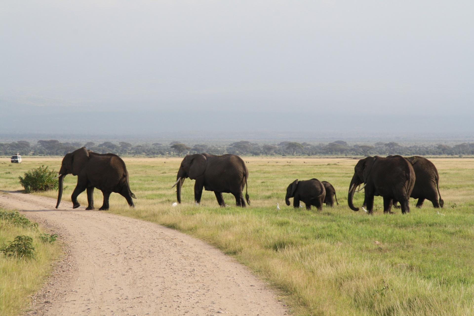 Kenya Budget Adventure Safari Bookings,Active Adventures, Wildlife Safaris ,Kenya Adventure Safaris, Epic Tours.