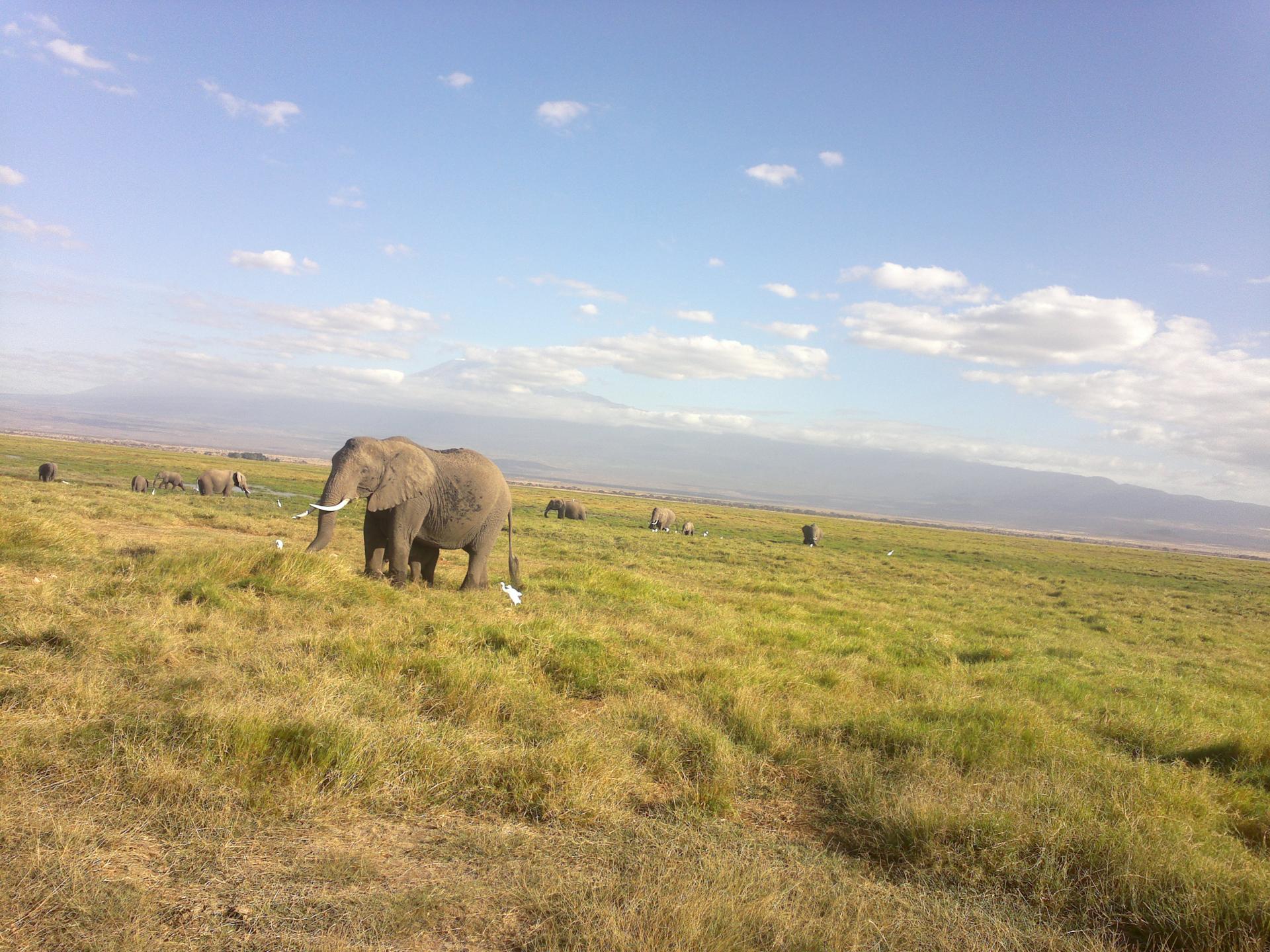 Amboseli Herd of Elephants, Mt Kilimanjaro,Kenya Adventure Safaris, Active Adventures, YHA Kenya Travel Epic Adventures, Epic Wildlife Safari. 