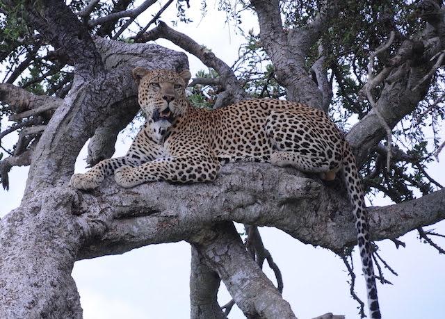 Big Five Leopard, YHA Kenya Travel, African Wildlife Safari, Kenya Active Adventure Tours Safaris.