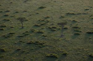 wildebeest migration, Kenya Safari Bookings, balloon safari, small group safaris,Kenya,Kenya Adventure Safaris, , YHA Kenya Travel, Wildlife Safari,