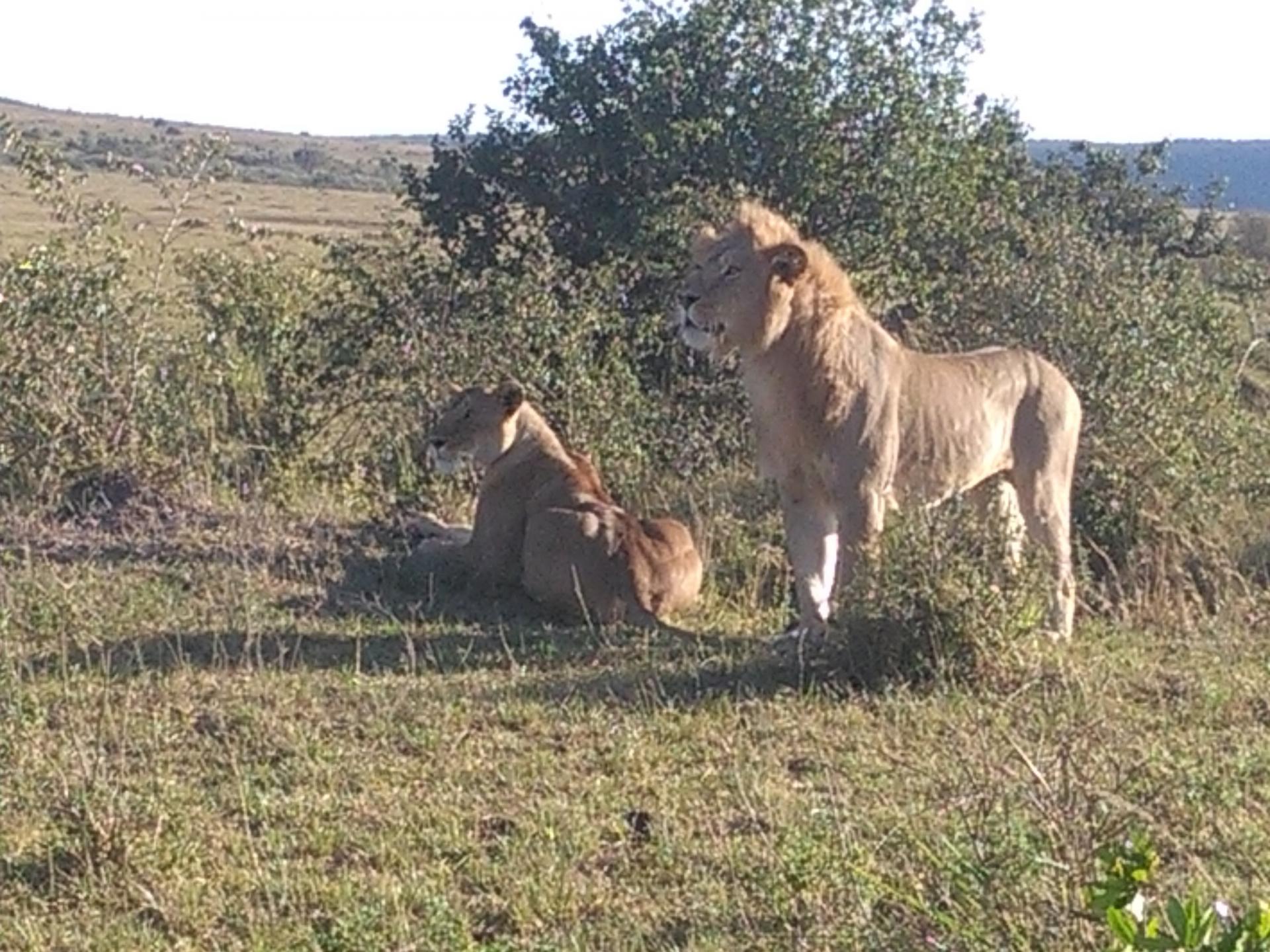 Epic Active Adventures, YHA Kenya Travel Tours And Safaris, Wildlife Safaris, Safari Bookings, Masai Mara Kenya Safari, Active Holidays in Kenya, African Safari, The Big Five. 