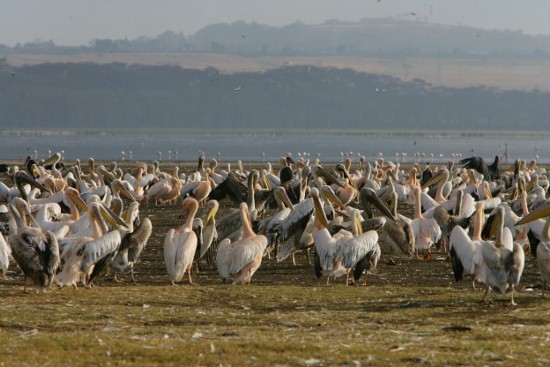 Lake Nakuru National Park-Masai Cultural Dance Group,Epic Kenya Adventure Safaris, Active Adventures, YHA Kenya Travel, Kenya Budget Camping,Tours And Safaris, Safari Bookings.