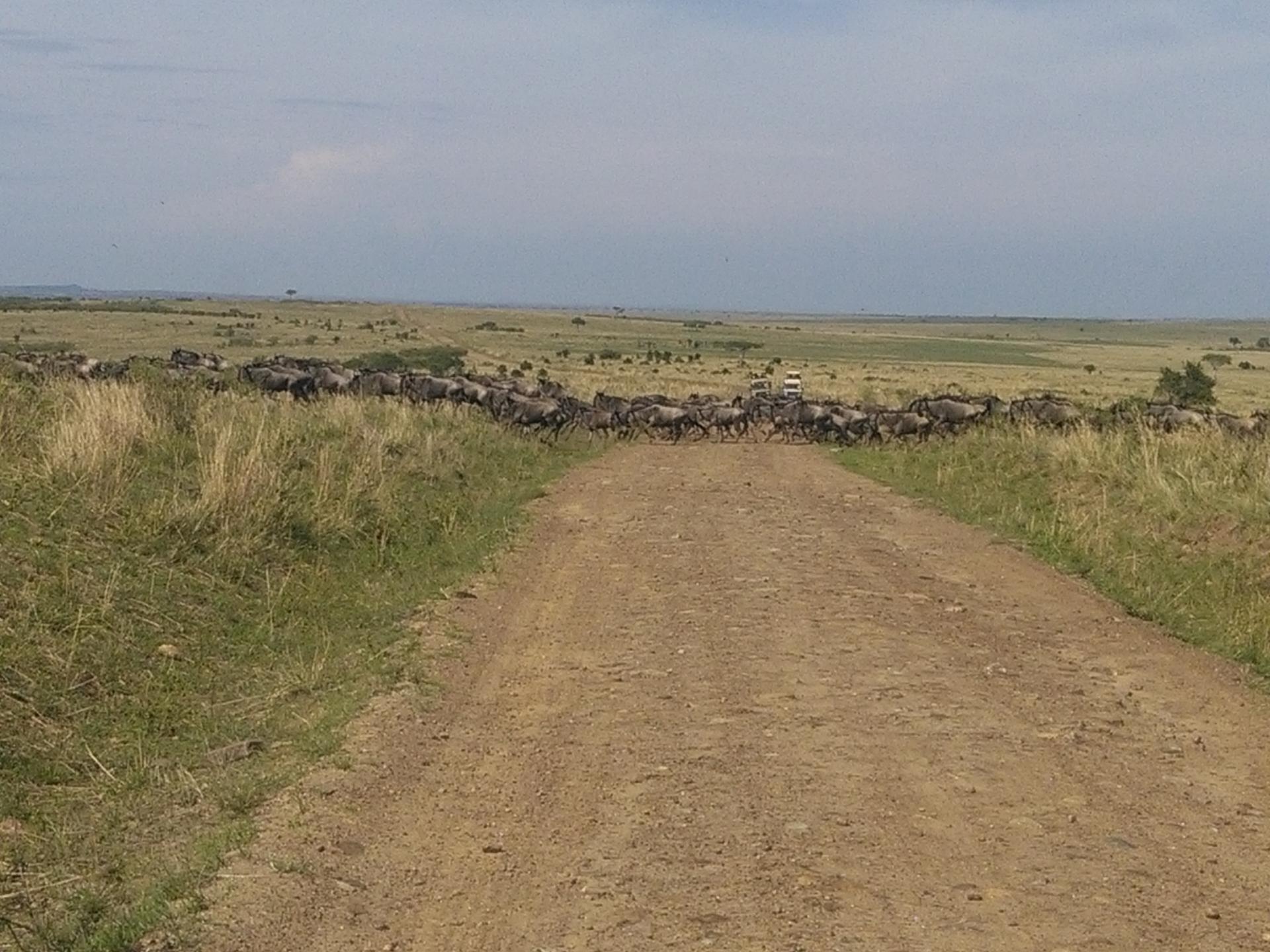 YHA Kenya Travel/Wildebeest Migration Safari in Masai Mara/Budget Adventure Tour.