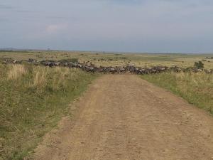  Wildebeest Migration, Kenya Adventure Safaris,YHA Kenya Travel,Kenya Tours, wildlife safari.