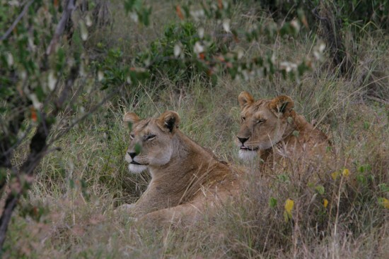 Kenya  Adventure Safaris, YHA Kenya Travel , Epic Active Tours,Big Five Lions.
