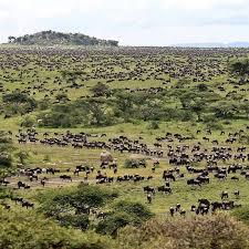 Wildebeest Migration Masai Mara, Epic Kenya Adventure Safaris, Active Adventures, YHA Kenya Travel, Kenya Budget Camping,Tours And Safaris, Safari Bookings.