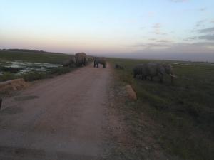 Kenya Adventure Safaris, YHA Kenya Travel, Kenya Tours, wildlife safari, Big five, Safari Bookings. Kenya Adventure Safaris, YHA Kenya Travel, Kenya Tours, wildlife safari, Big five, Safari Bookings.