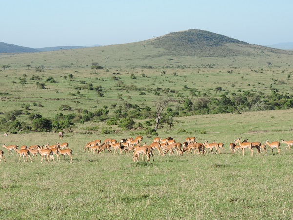 Active  Adventures,Epic Tours Safaris, Kenya Adventure Safaris, Gazelles.