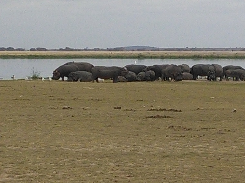 Hippos,Kenya  Adventure Safaris, YHA Kenya Travel , Epic Active Tours.