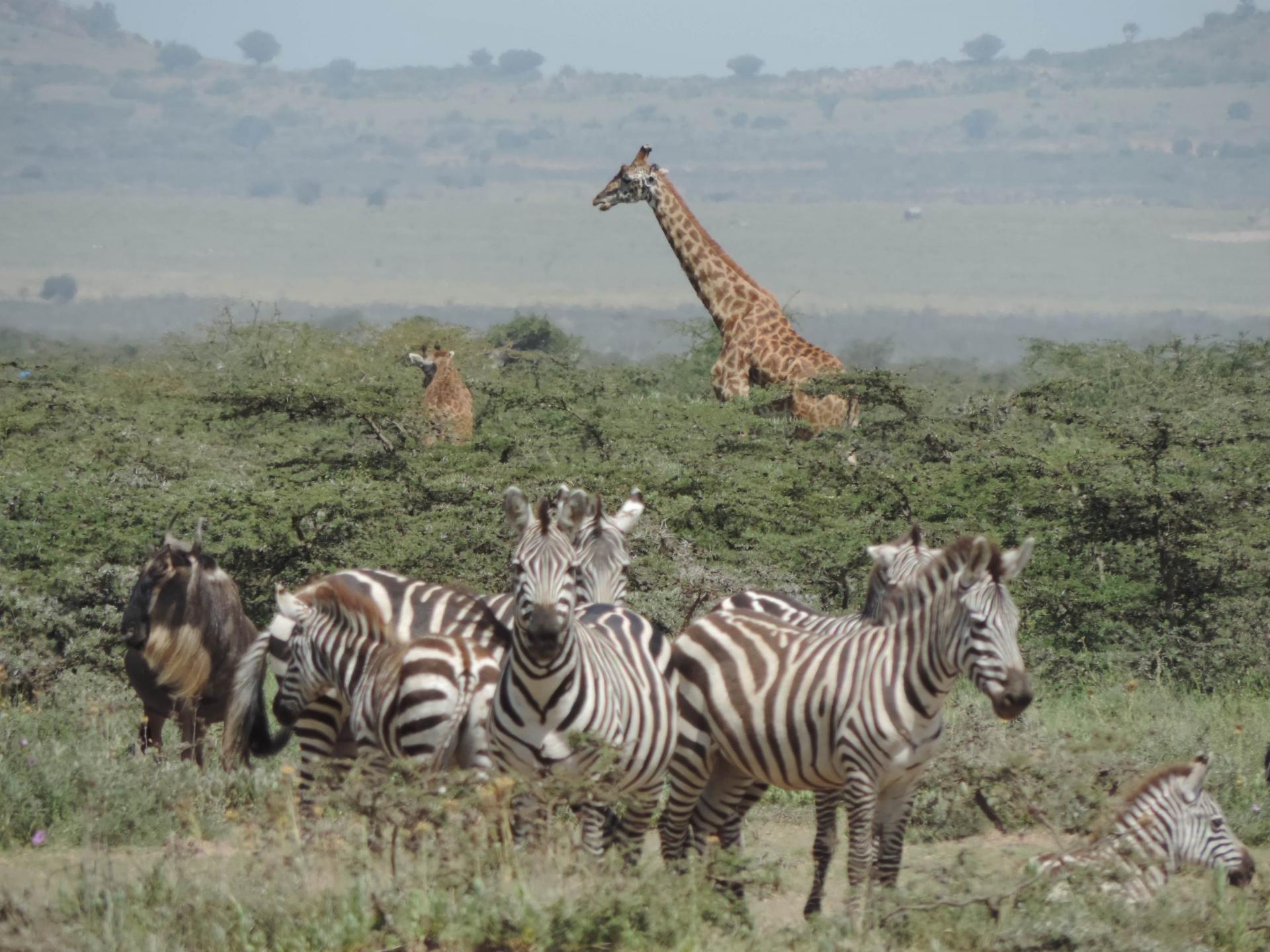 Kenya Short Safaris, YHA Kenya Travel, Adventure Tours, Budget Camping Safaris,Short Tours Safari Bookings.