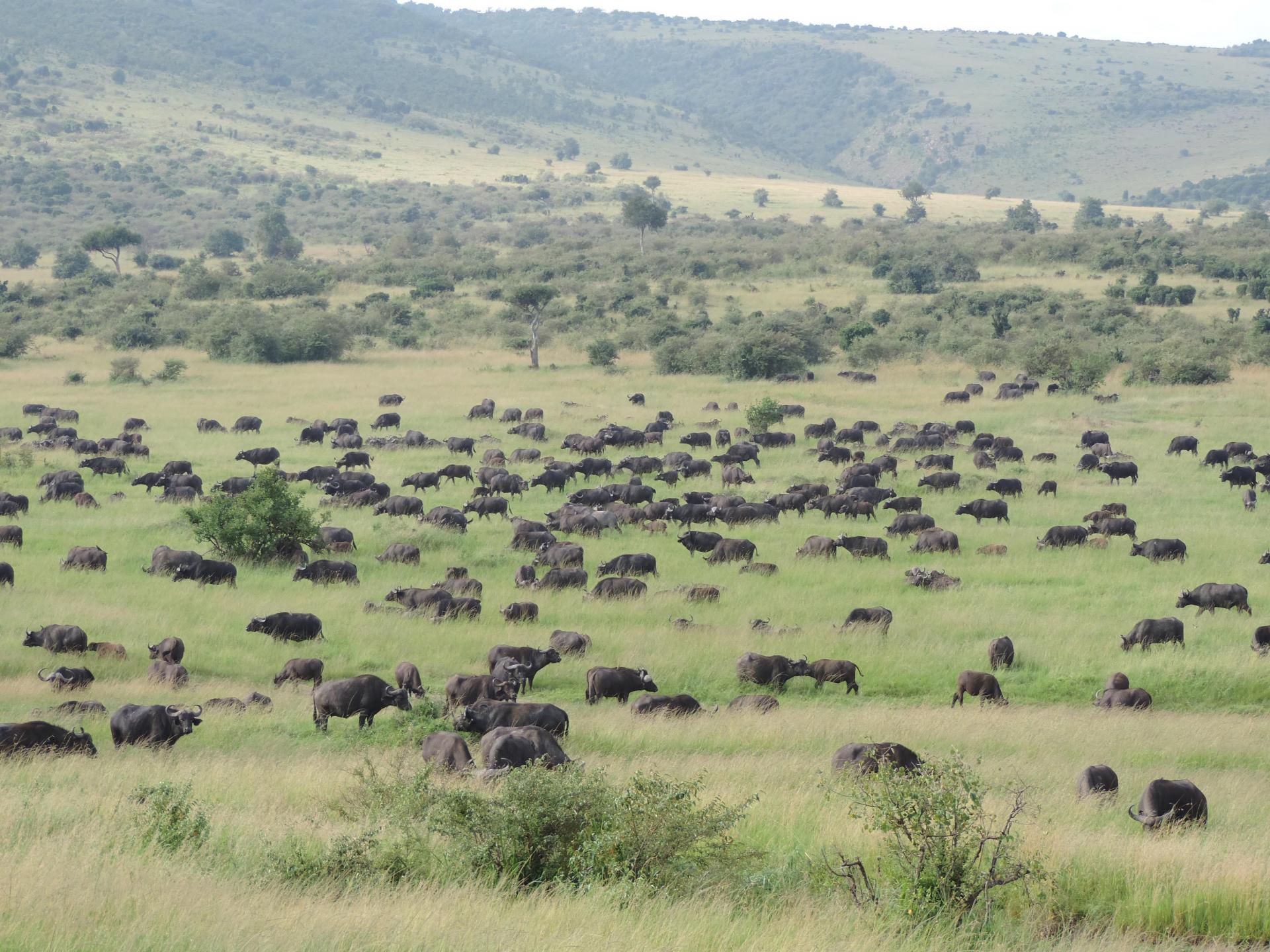 Kenya Adventure Safaris Bookings, YHA Travel, Epic Active African Budget Tours