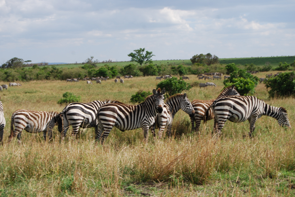 YHA Kenya Travel, Wildebeest Migration Kenya Safaris, Wildlife Safaris, African Budget Safari, Balloon Safari, Small Group Safaris, Kenya Adventure Budget Camping Safaris, Safari Bookings.